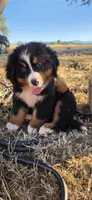 Grogu, a male Bernese Mountain Dog for sale in Anderson, CA – 4 of 9
