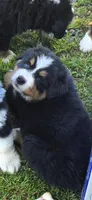 Male 2 (light blue), a male Bernese Mountain Dog for sale in Anderson, CA – 3 of 7
