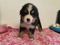 Male 2 , a male Bernese Mountain Dog for sale in Anderson, CA – Photo 3 of 5