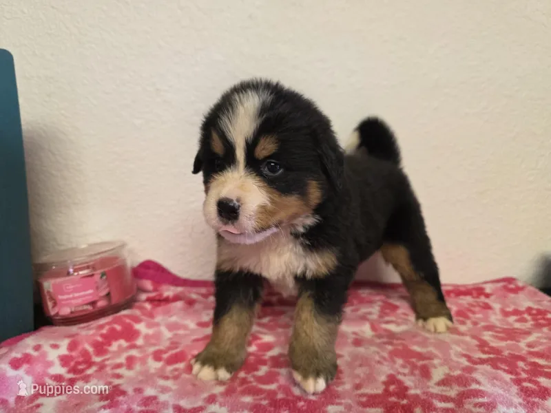 Male 2  – Bernese Mountain Dog puppy for sale in Anderson, CA