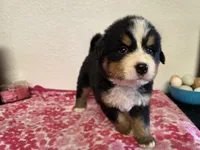 Male 2 , a male Bernese Mountain Dog for sale in Anderson, CA – Photo 5 of 5