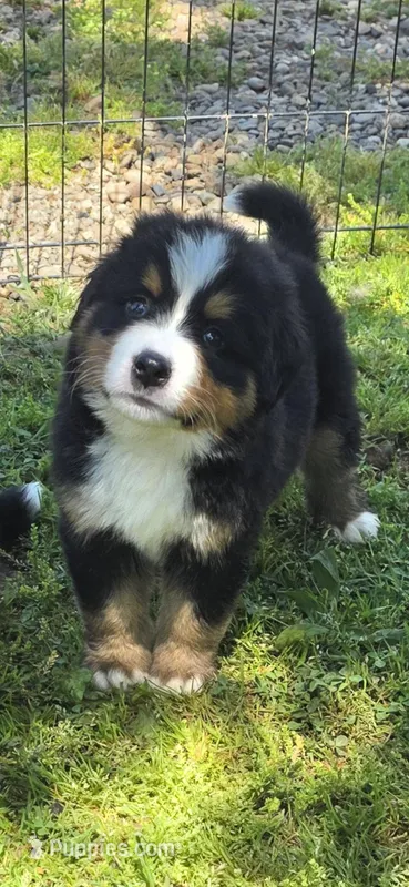 Male 2  – Bernese Mountain Dog puppy for sale in Anderson, CA