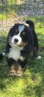 Male 2 (light blue), a male Bernese Mountain Dog for sale in Anderson, CA – 2 of 7