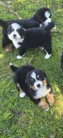 Male 2 (light blue), a male Bernese Mountain Dog for sale in Anderson, CA – 4 of 7