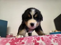 Male 2 , a male Bernese Mountain Dog for sale in Anderson, CA – Photo 4 of 5