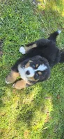 Male 2 (light blue), a male Bernese Mountain Dog for sale in Anderson, CA – 5 of 7