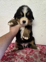 Male 2 , a male Bernese Mountain Dog for sale in Anderson, CA – Photo 2 of 5