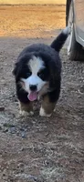Yoda, a male Bernese Mountain Dog for sale in Anderson, CA – 6 of 9