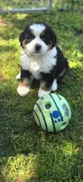 Female 1 (purple), a female Bernese Mountain Dog for sale in Anderson, CA – 5 of 10