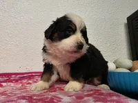 Female 1 , a female Bernese Mountain Dog for sale in Anderson, CA – Photo 4 of 9