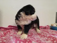 Female 1 , a female Bernese Mountain Dog for sale in Anderson, CA – Photo 6 of 9