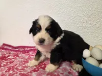 Female 1 , a female Bernese Mountain Dog for sale in Anderson, CA – Photo 8 of 9