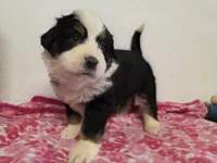 Female 1 , a female Bernese Mountain Dog for sale in Anderson, CA – Photo 2 of 9