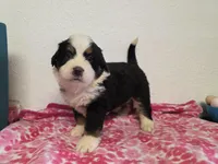 Female 1 , a female Bernese Mountain Dog for sale in Anderson, CA – Photo 5 of 9