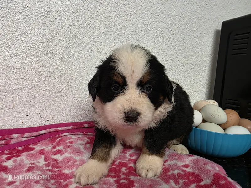 Female 1  – Bernese Mountain Dog puppy for sale in Anderson, CA