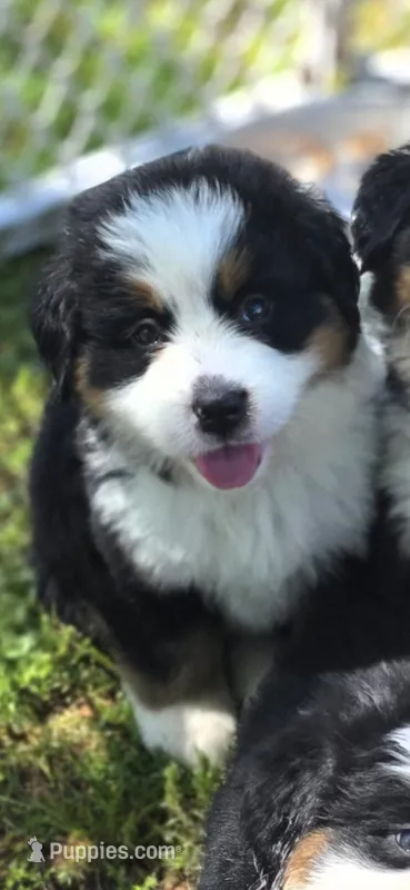 Female 1  – Bernese Mountain Dog puppy for sale in Anderson, CA