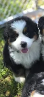 Female 1 (purple), a female Bernese Mountain Dog for sale in Anderson, CA – 3 of 10