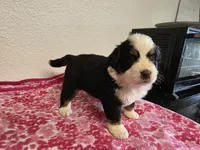 Female 1 , a female Bernese Mountain Dog for sale in Anderson, CA – Photo 3 of 9