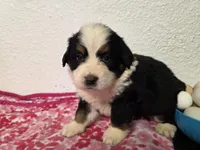 Female 1 , a female Bernese Mountain Dog for sale in Anderson, CA – Photo 7 of 9