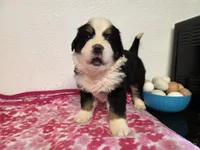 Female 1 , a female Bernese Mountain Dog for sale in Anderson, CA – Photo 9 of 9