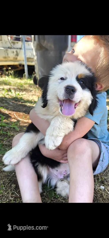 Male 3 (no collar) – Bernese Mountain Dog puppy for sale in Anderson, CA