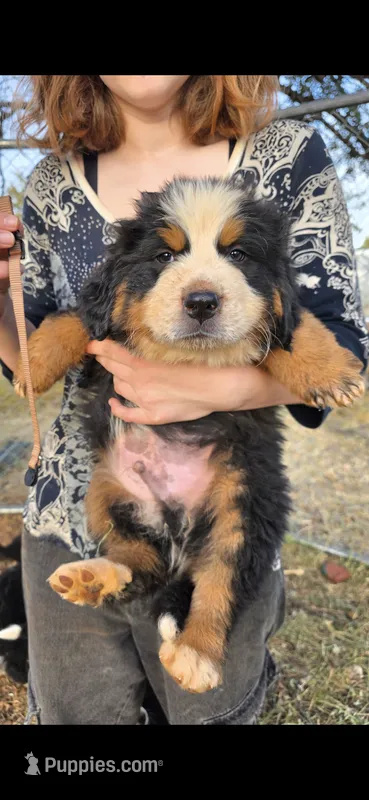 Male 6 (light brown) – Bernese Mountain Dog puppy for sale in Anderson, CA