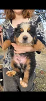 Male 6 (light brown), a male Bernese Mountain Dog for sale in Anderson, CA – 1 of 7