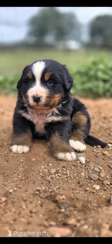 Tot, a male Bernese Mountain Dog for sale in Anderson, CA – 1 of 2