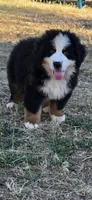 Yoda, a male Bernese Mountain Dog for sale in Anderson, CA – 9 of 9