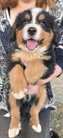 Male 2 (light blue), a male Bernese Mountain Dog for sale in Anderson, CA – 1 of 7