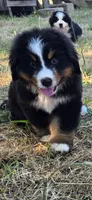 Grogu, a male Bernese Mountain Dog for sale in Anderson, CA – 7 of 9