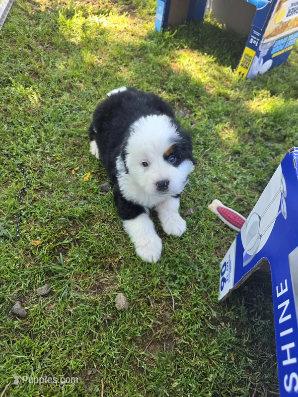Male 3 – Bernese Mountain Dog puppy for sale in Anderson, CA
