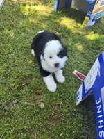 Male 3 (no collar), a male Bernese Mountain Dog for sale in Anderson, CA – 1 of 3