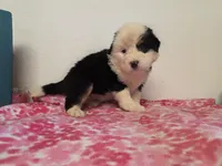 Male 3, a male Bernese Mountain Dog for sale in Anderson, CA – Photo 2 of 4