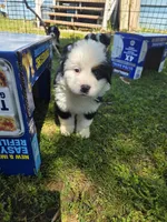 Male 3 (no collar), a male Bernese Mountain Dog for sale in Anderson, CA – 2 of 3
