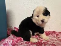 Male 3, a male Bernese Mountain Dog for sale in Anderson, CA – Photo 4 of 4