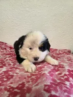 Male 3, a male Bernese Mountain Dog for sale in Anderson, CA – Photo 3 of 4