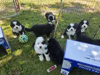 Male 3 (no collar), a male Bernese Mountain Dog for sale in Anderson, CA – 3 of 3