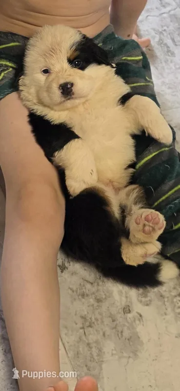 Male 3 – Bernese Mountain Dog puppy for sale in Anderson, CA