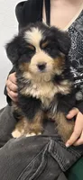 Male 1 (yellow), a male Bernese Mountain Dog for sale in Anderson, CA – 2 of 7