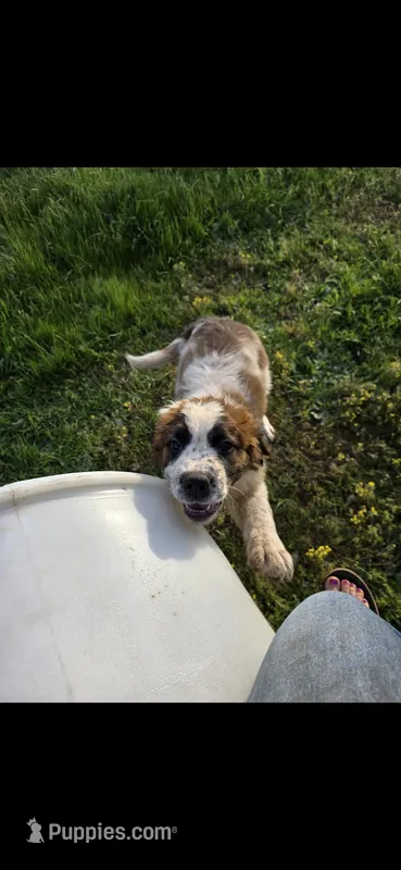 Saint girl – Saint Bernard puppy for sale in Anderson, CA