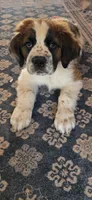 Saint girl, a female Saint Bernard for sale in Anderson, CA – Photo 2 of 2