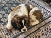 Saint girl, a female Saint Bernard for sale in Anderson, CA – Photo 5 of 5