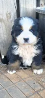 Yoda, a male Bernese Mountain Dog for sale in Anderson, CA – 4 of 6