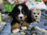 Grogu, a male Bernese Mountain Dog for sale in Anderson, CA – 9 of 9