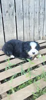 Yoda, a male Bernese Mountain Dog for sale in Anderson, CA – 6 of 6