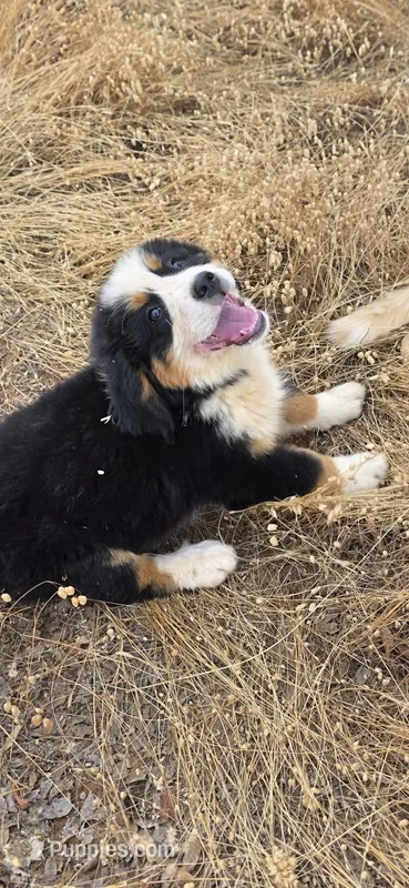 Female 1 (purple) – Bernese Mountain Dog puppy for sale in Anderson, CA