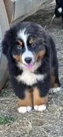 Grogu, a male Bernese Mountain Dog for sale in Anderson, CA – 6 of 9