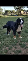 Jada, a female Bernese Mountain Dog for sale in Anderson, CA – 2 of 3