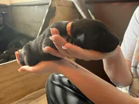 Orange , a male German Shepherd Dog for sale in Houston, TX – Photo 3 of 6